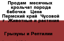 Продам 3месячных  крольчат,порода бабочка › Цена ­ 250 - Пермский край, Чусовой г. Животные и растения » Грызуны и Рептилии   